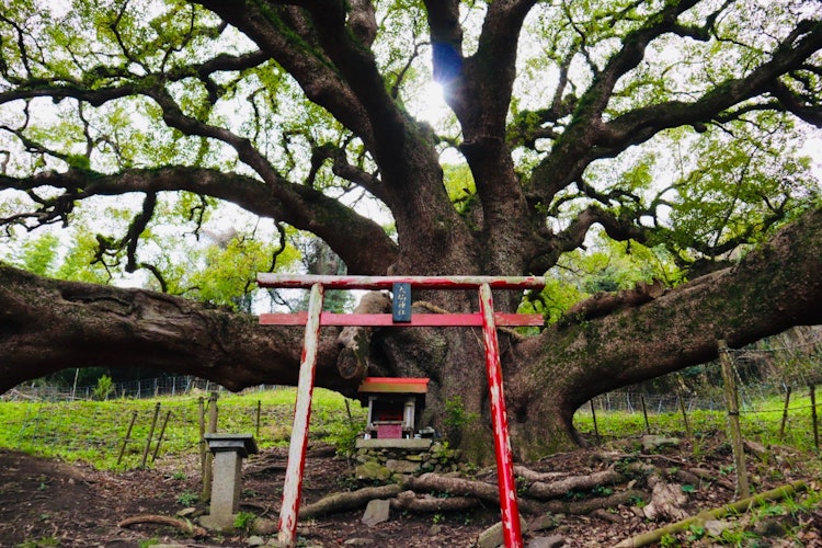 [Image1]Symbol of ShinoshimaThe camphor tree is said to be 1,200 years oldIt's a bit of a challenge to get h