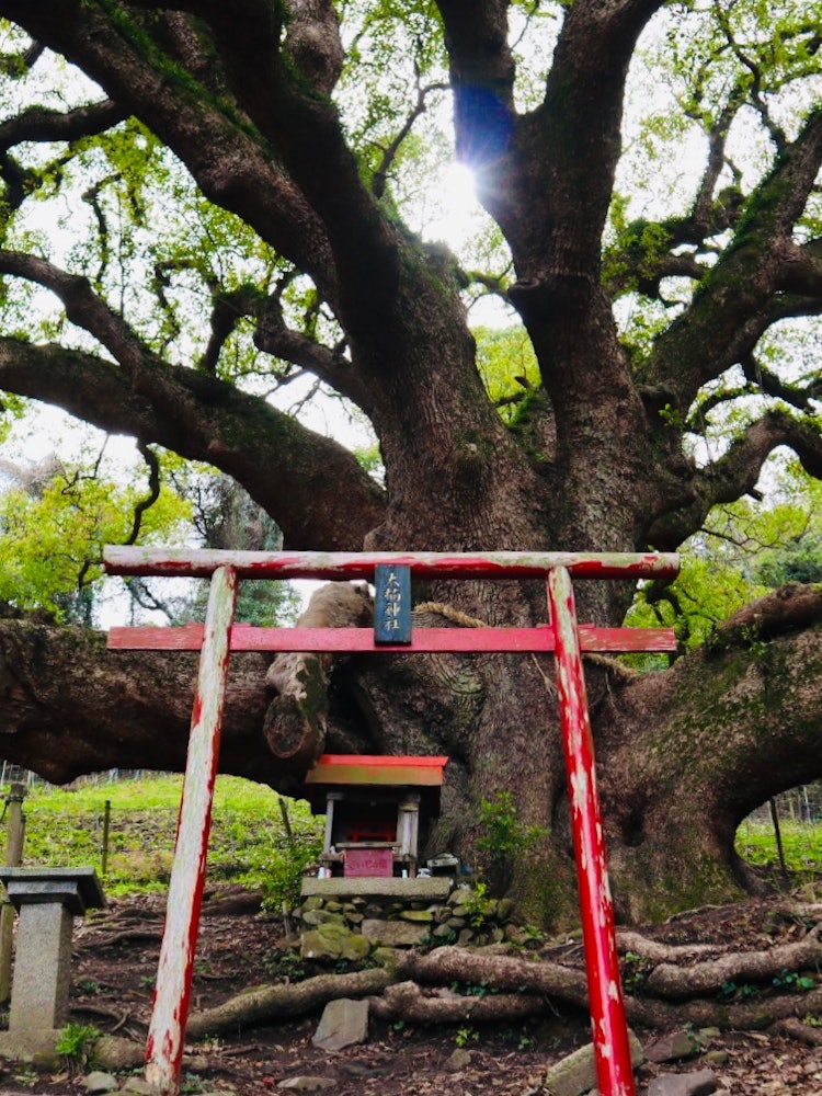 [이미지1]시노시마의 상징녹나무는 수령이 1,200년이라고 합니다여기까지 오는 것은 약간의 도전이지만등반의 끝에는 매우 신성한 장소가있었습니다 ⛩시노시마의 녹나무 외에도요코오에는 츠지가 있고
