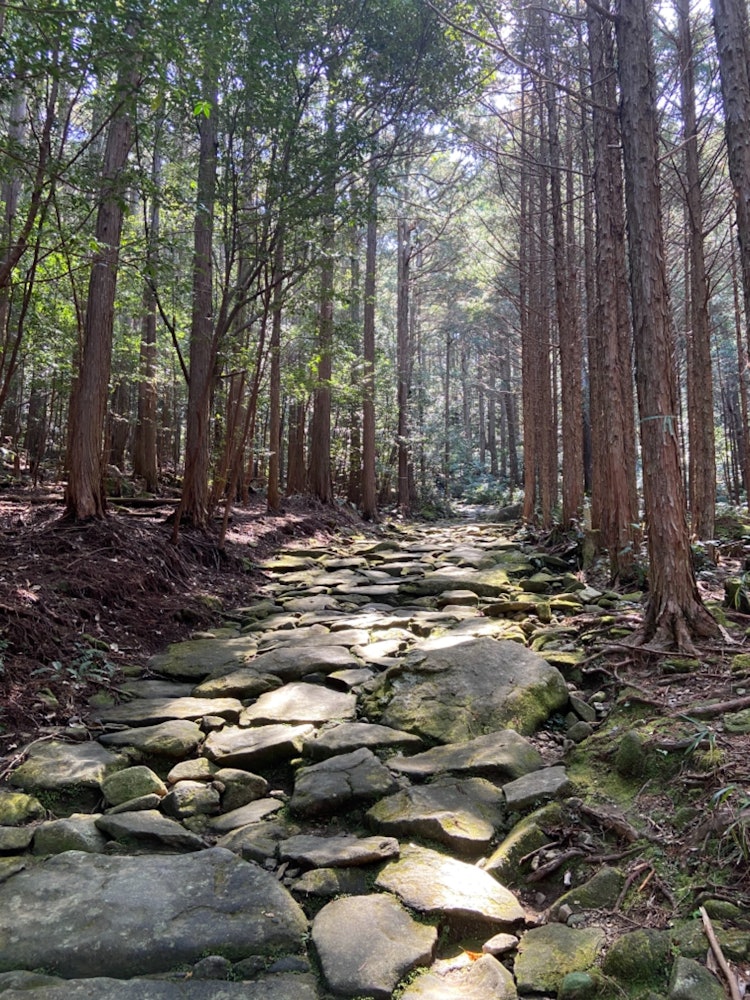 [相片1]我和孩子們在真越峠徒步了三重縣的熊野古道。樹林間的光線非常神聖，我感受到了春天的溫暖。