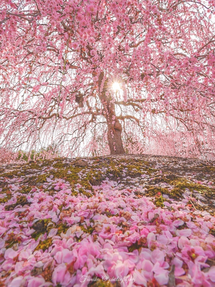 [画像1]垂れ梅の絨毯がすごく綺麗でした😊🌸