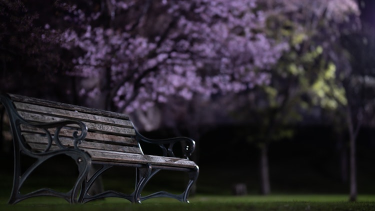 [相片1]特殊座位拍摄地点是北海道札幌的中岛公园这个地方是札幌的主要公园之一，一年四季都可以欣赏到各种风景。特别是这个长凳是我特别的座位，我可以在春天的夜晚欣赏樱花。