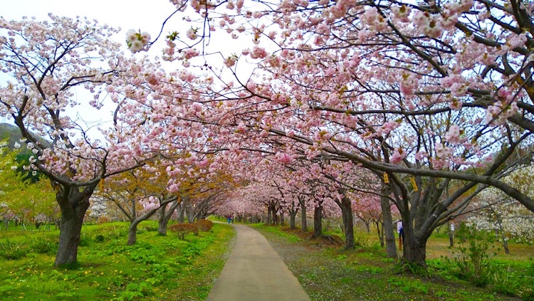 [Image1]Matsumae Park 🌸Beautiful cherry blossoms! ☺️It is ✨ recommended for a walk