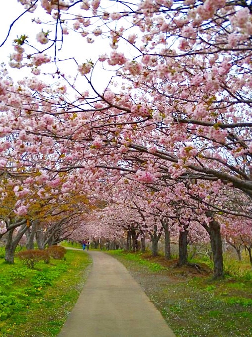 [相片1]松前公园 🌸美丽的樱花！ ☺️✨ 建议散步