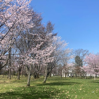 [이미지2]🌸 🌸 마을의 벚꽃 보기에 딱 좋은 시기보기에 딱 좋은 시기 모이와야마 삼림공원, 하쿠린 공원, 다이키 신사 등 마을 곳곳에 벚꽃이 만발합니다!잉어 모양의 깃발과 함께 벚꽃을 즐기