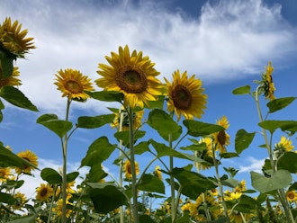 [이미지1]오토후케에 있는 해바라기밭입니다.푸른 하늘에 빛납니다.꿀벌은 꿀을 모으고 많은 꽃가루를 운반하느라 바빴습니다.