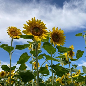 [Image1]It is a sunflower field in Otofuke.It shines in the blue sky.Bees were busy collecting nectar and ca