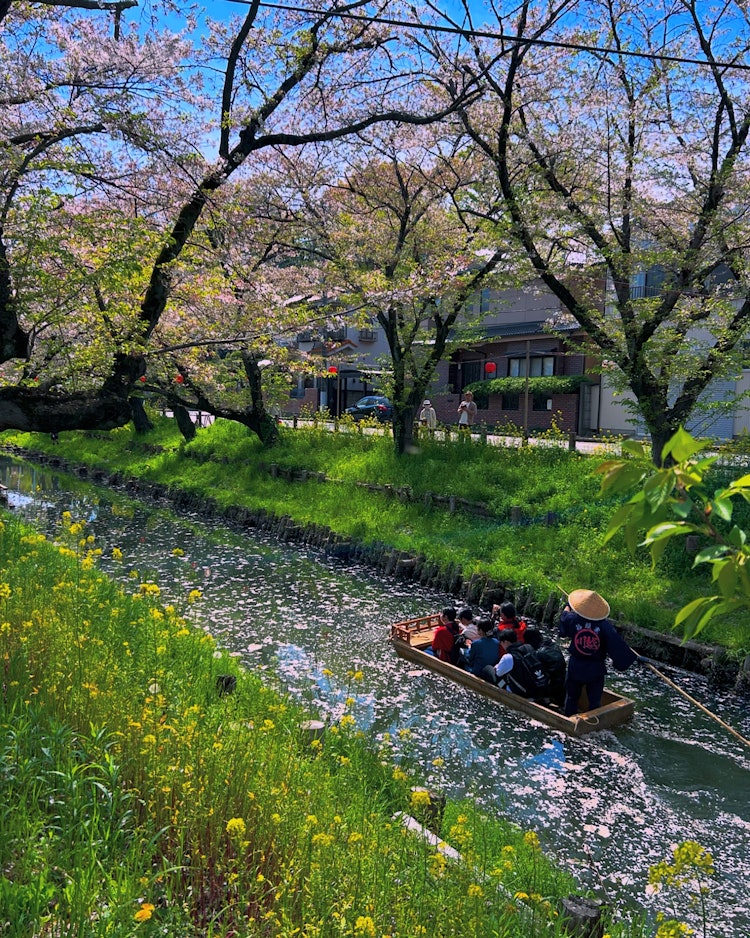 [이미지1]4/13/24 촬영.가와고에 히카와 신사 뒤편에는 신가시 강의 명예 벚꽃입니다.꽃 뗏목을 통해 보트가 움직이고 있습니다.