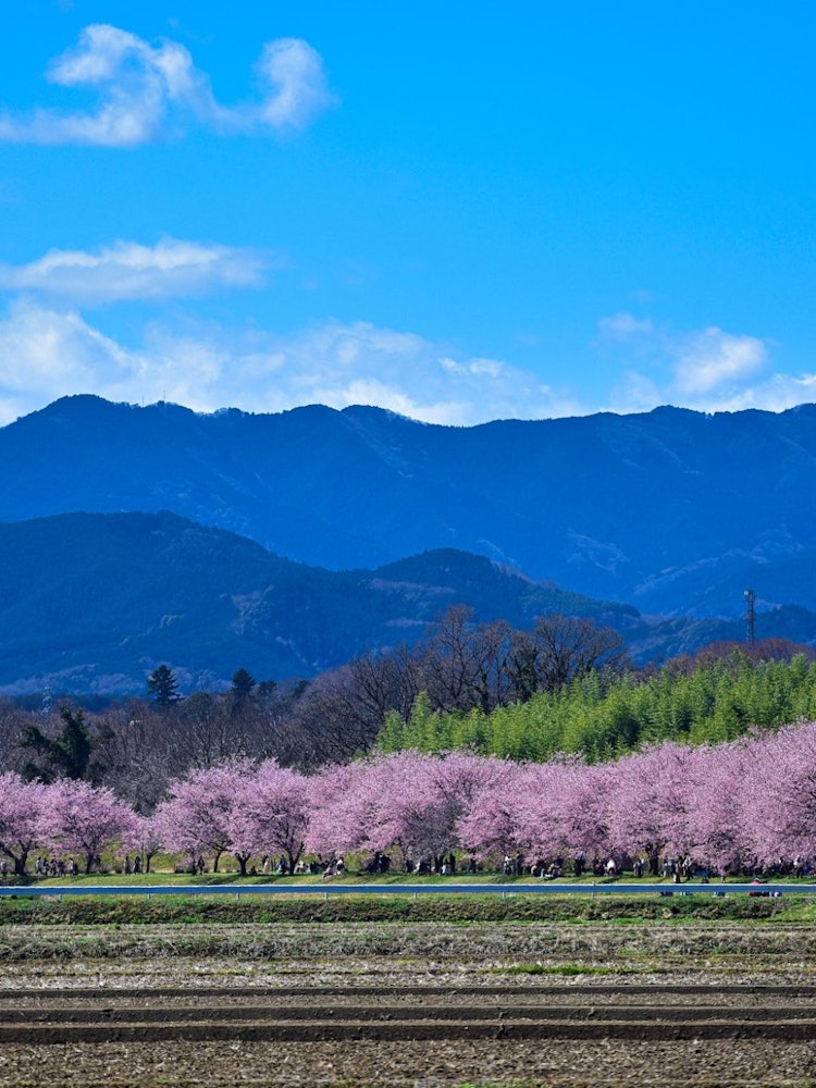 [相片1]一个鲜为人知但真正令人惊叹的旅游目的地。沿1.2公里有大约200棵樱花树，背景是山脉。在晴朗的天空中，这个旅游目的地简直是一流的。它是埼玉县坂户市的北浅泽樱樱。