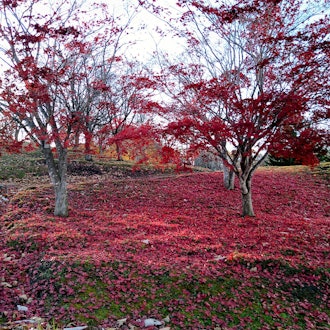 [相片1]这些是“太阳之冈圆鹰公园”的落叶和“圆鹰神社”的红叶。虽然是深秋，但还是有美丽的红叶。