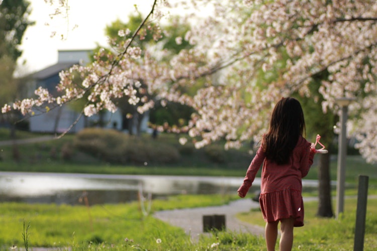 [相片1]櫻花翩翩起舞... 女兒的背影