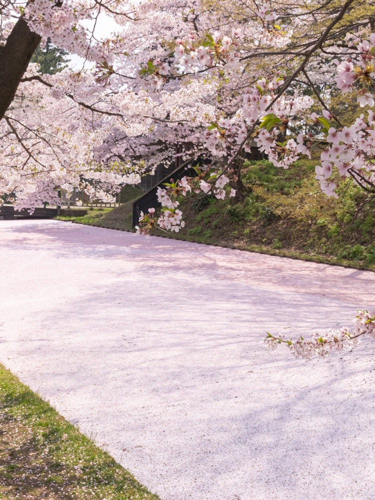 [画像1]広いお堀を埋める花筏。 たくさん散っているはずなのに、樹にはまだ桜の花びらが。 圧倒的なボリュームに感動する春が、またもうすぐ。