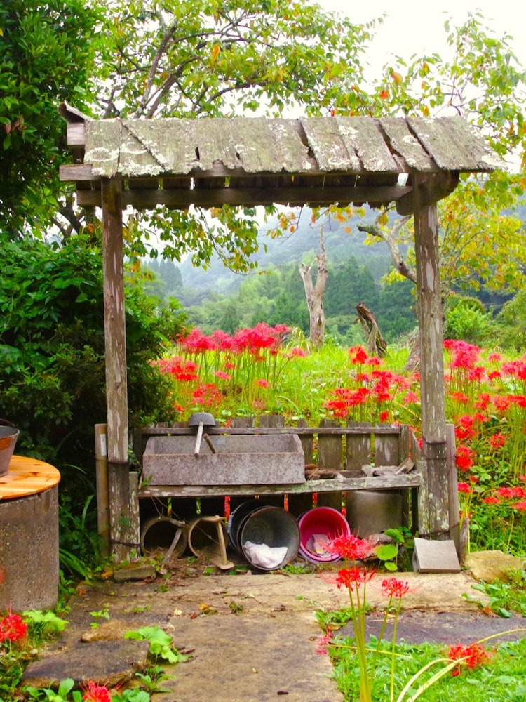 [相片1]在千叶县大泷町的万寿沙寺，它围绕着一个古老的红色井彼岸花绽放着鲜艳的红色花朵