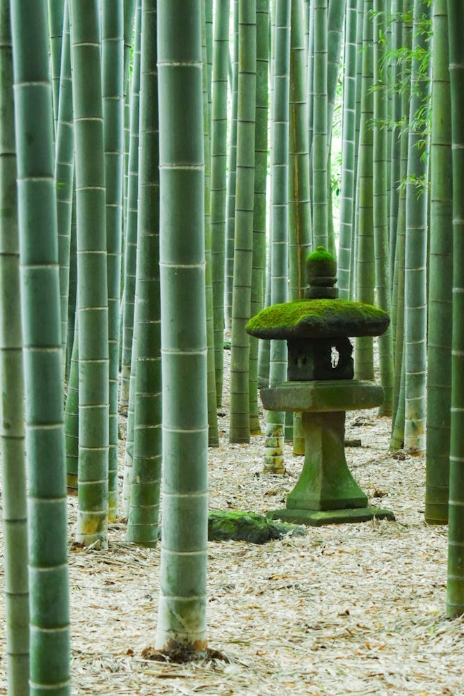 [画像1]鎌倉の竹の寺、報国寺。 ミシュラングリーンガイド 三ツ星です。 お抹茶をいただきながら、眺める「竹の庭」静寂に包まれて贅沢な時間が流れてました。