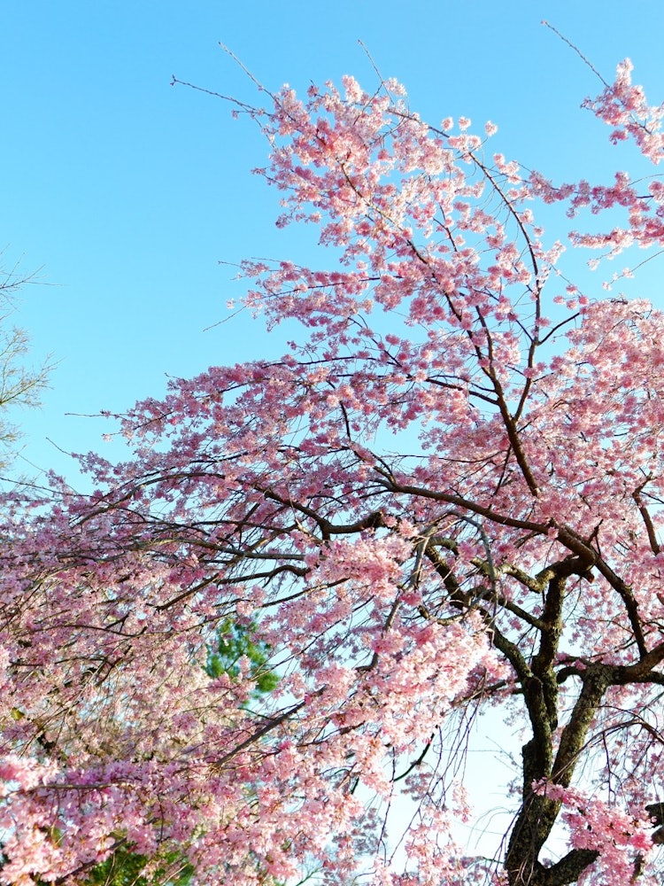 [画像1]嵐山の天龍寺にて撮影、思い付きでカメラを上に向けたら、そこには桜と空のコラボレーションがあった。カメラは FUJI X-A3 レンズは FUJI 16ｍｍ F1.4