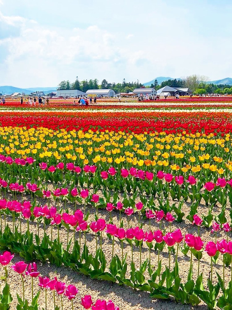 [Image1]Kamiyubetsu Tulip Park 🌷Colorful tulips were 🥰 very beautiful