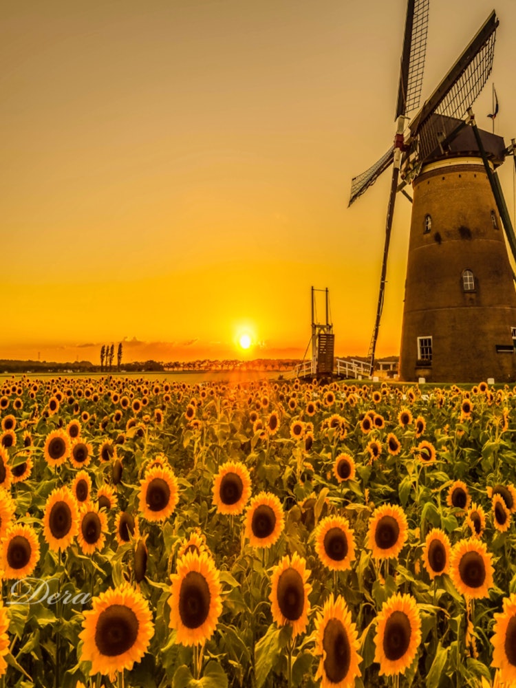 [Image1]Summer of JapanFrom Sakura Furusato Square in Chiba PrefectureSunset view of sunflowers and windmill