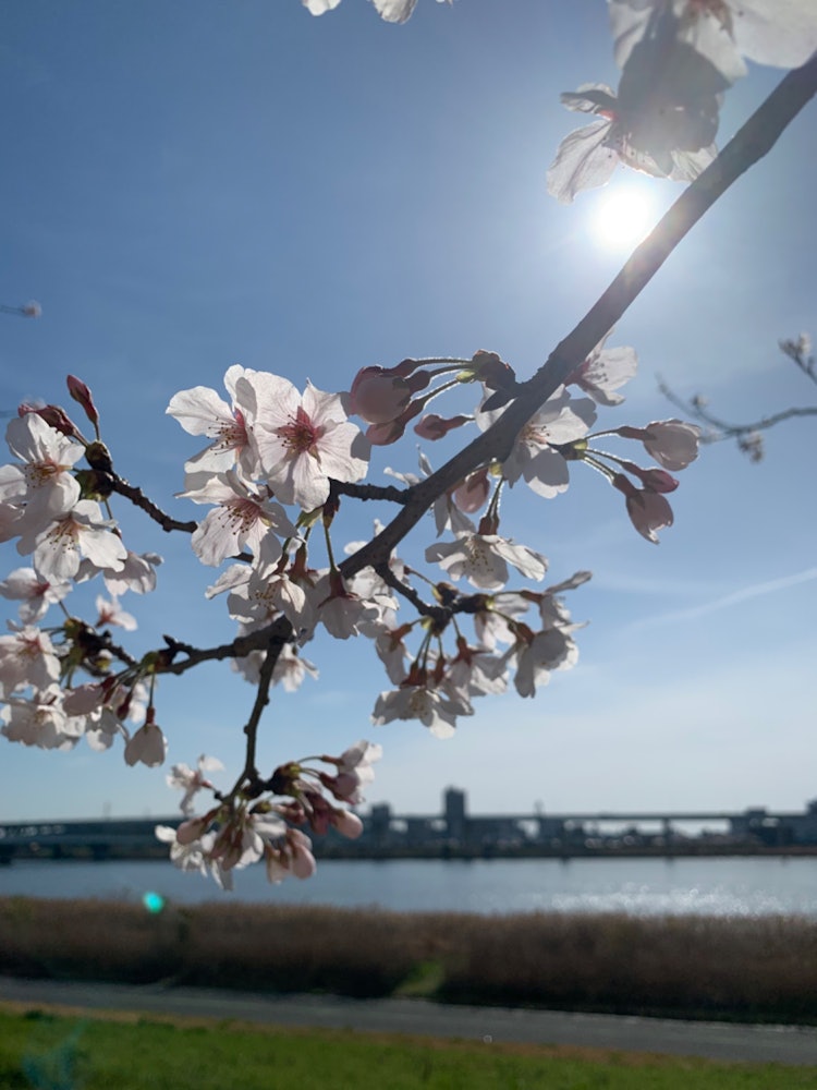 [相片1]在东京荒川的千本樱我试图很好地吸收阳光，突出樱花的美丽。