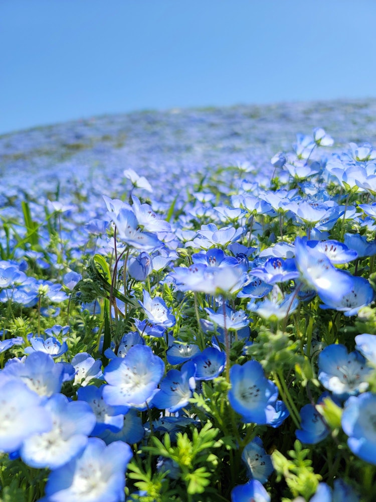 [이미지1]일본의 봄네모필라 밭