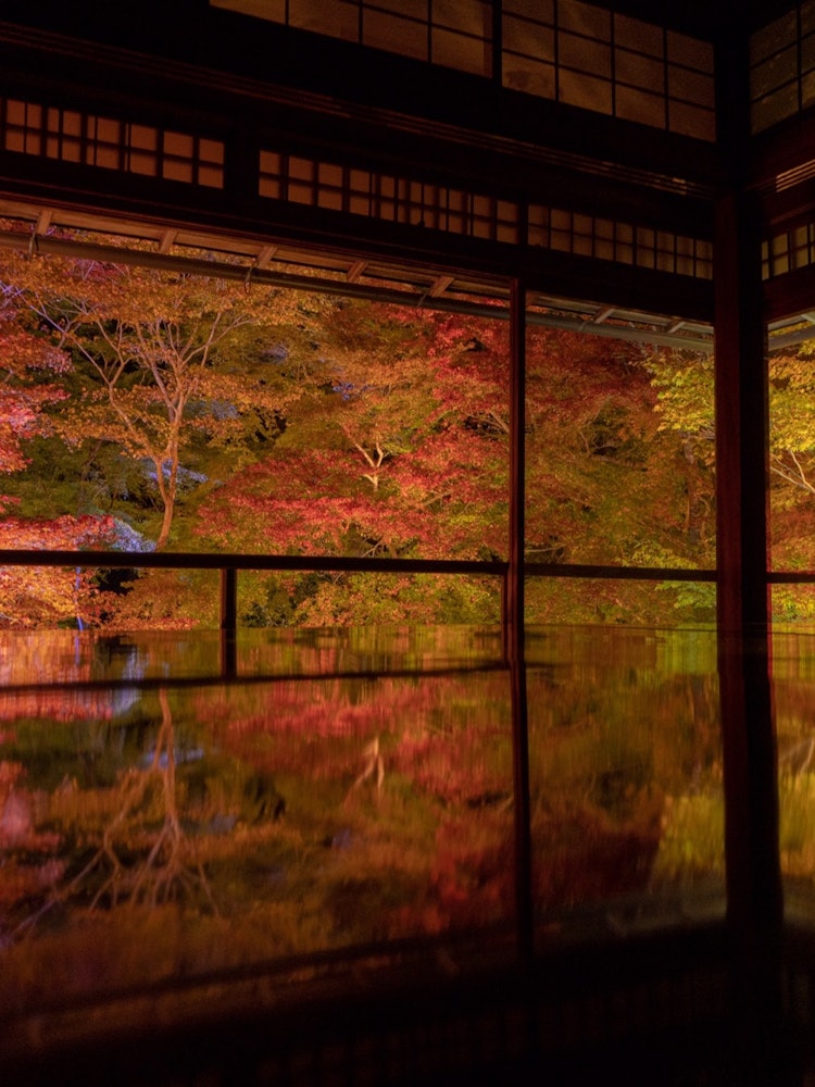 [画像1]📷α9京都、瑠璃光院のライトアップです🍁2020年のライトアップは中止となりましたが、例年、事前予約することで、拝観可能です✨日中は予約無しでも拝観できますが、長い時には3,4時間待ちなんてこともあり