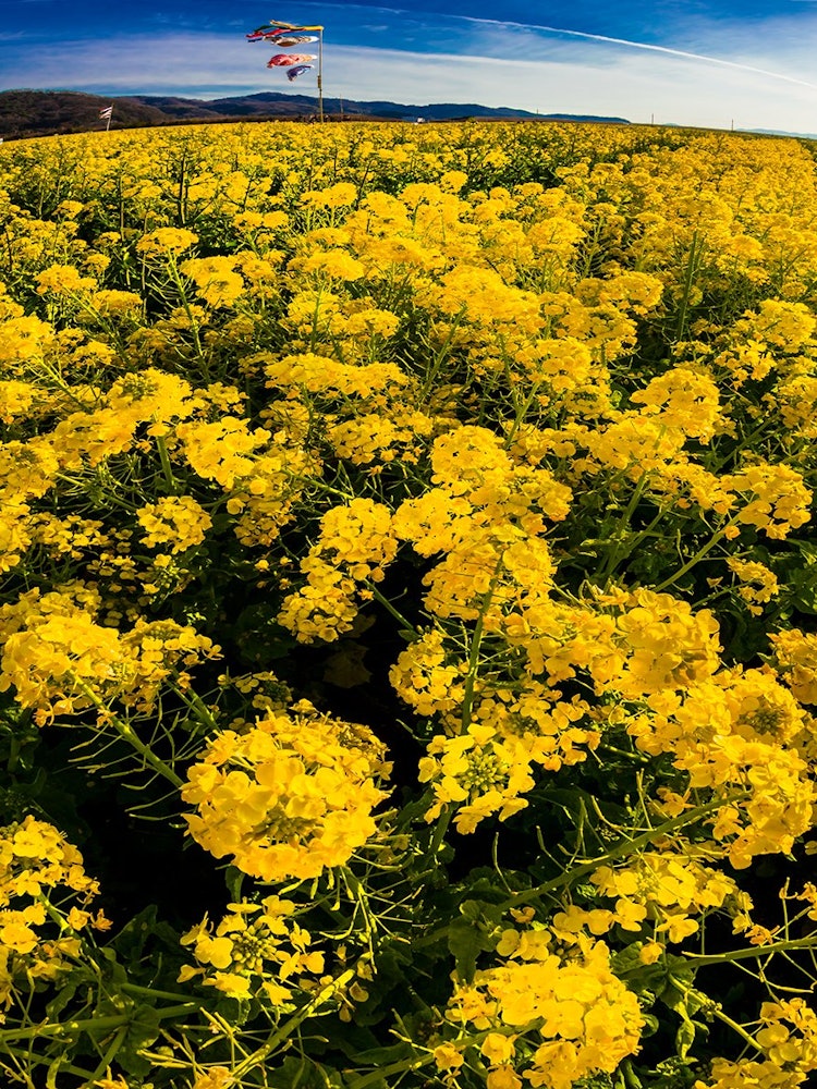 [이미지1]가사오카 베이 농장은 오카야마 현 가사오카시의 가사오카 만 폴더스에 위치한 휴게소입니다.인접한 지역에서는 봄에 유채 꽃밭이 나타납니다.2월부터 3월까지는 끝없이 펼쳐지는 강간 꽃을