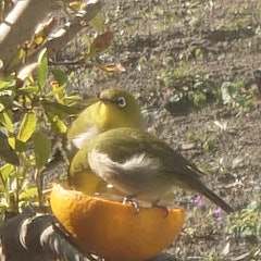 [Image2]Mr. Mejiro today.It was through the screen door, but I was able to take a good picture.