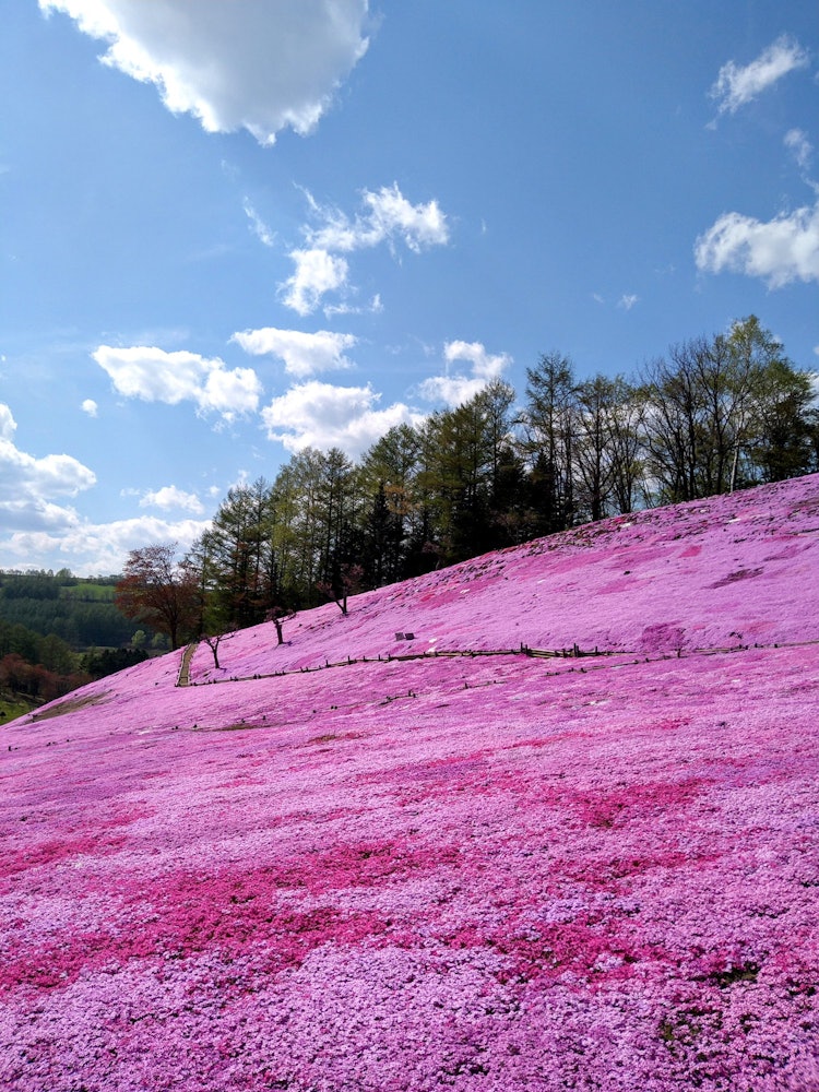 [이미지1]Taiyo-no-Oka Engaru Park의 꽃잔디 플록스가 거의 만개♪했습니다