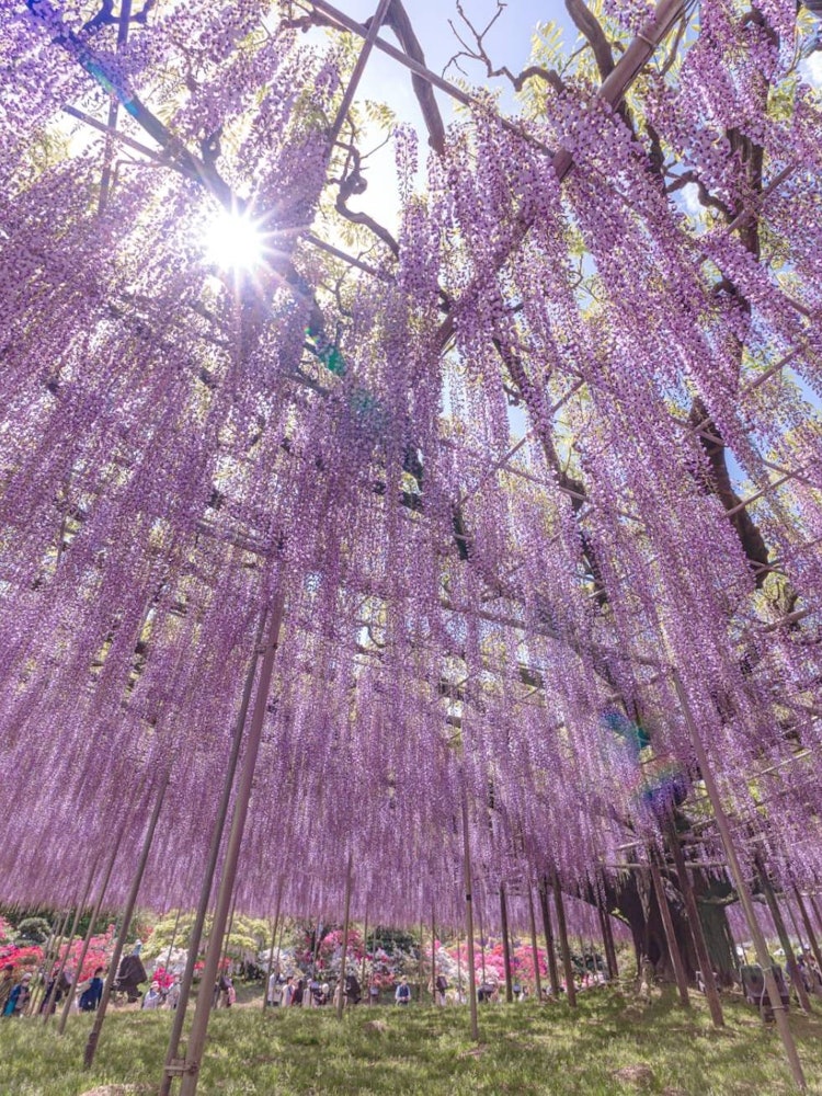 [相片1]清晨的陽光照在紫藤窗簾上它位於栃木縣足利市　　　　　　“足利花卉公園”每年5月左右，日本最大的紫藤架之一盛開。它是如此受歡迎，以至於它不僅在日本組織，而且在海外巡迴演出中也組織。如果你從上面抬頭看紫藤