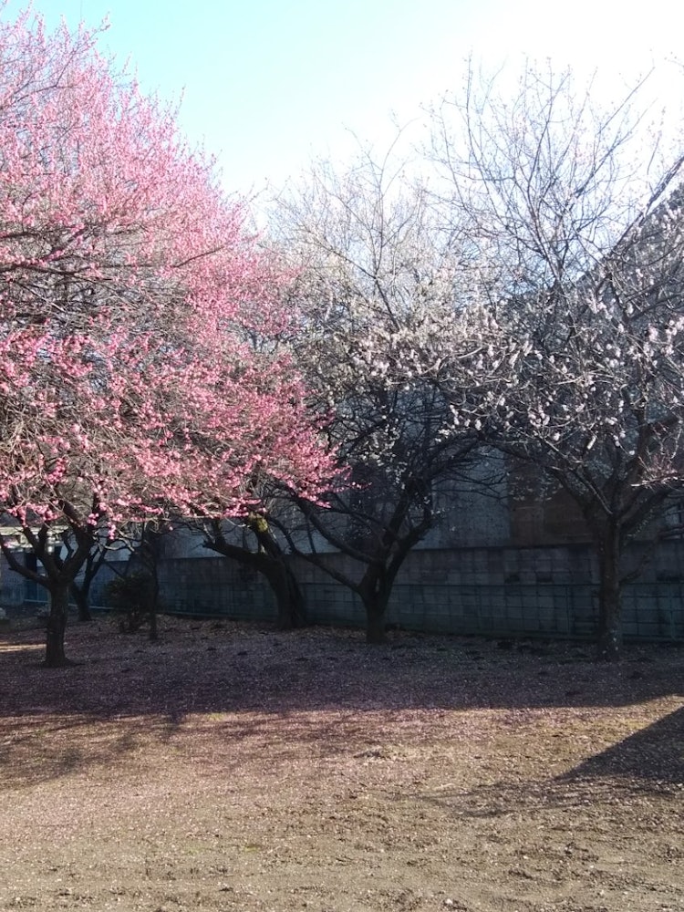 [画像1]家の前の、天神様公園の紅白梅が満開です。