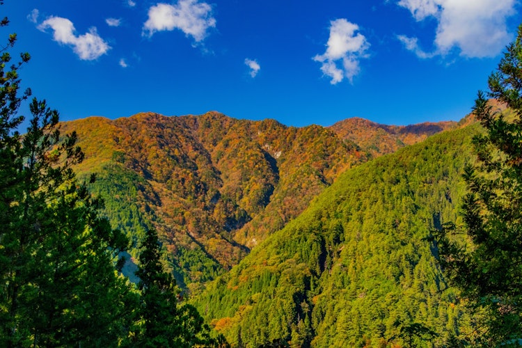 [相片1]在长野县，富山乡附近。这是用秋色染成的山景。