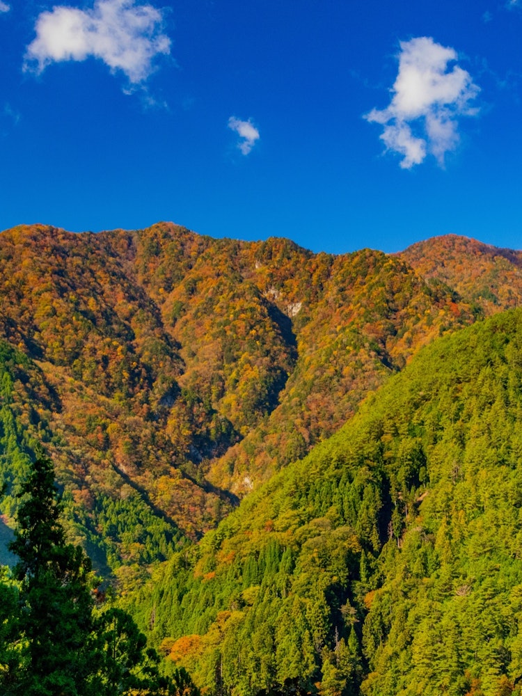 [Image1]In Nagano Prefecture, near Toyamago.It is a mountain scenery dyed in autumn colors.