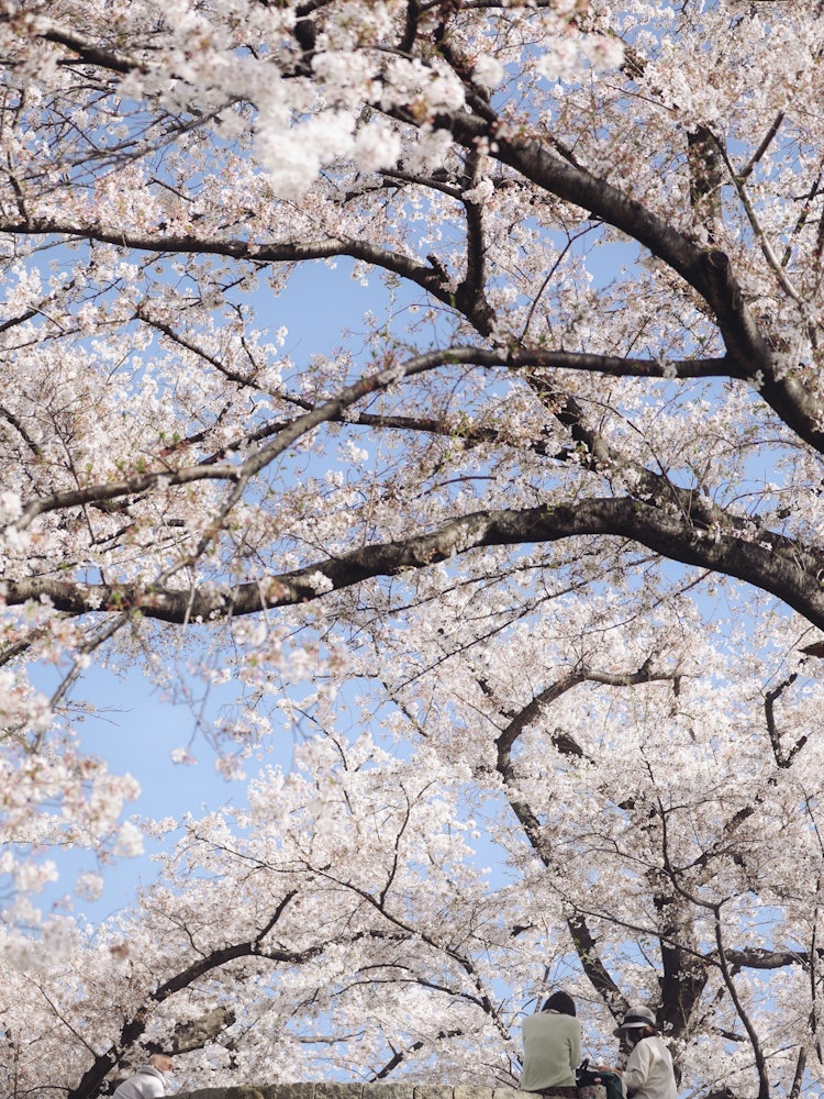 [相片1]日本的春天今年春天，我去京都看樱花。淀川河公园的樱花盛开，非常漂亮。