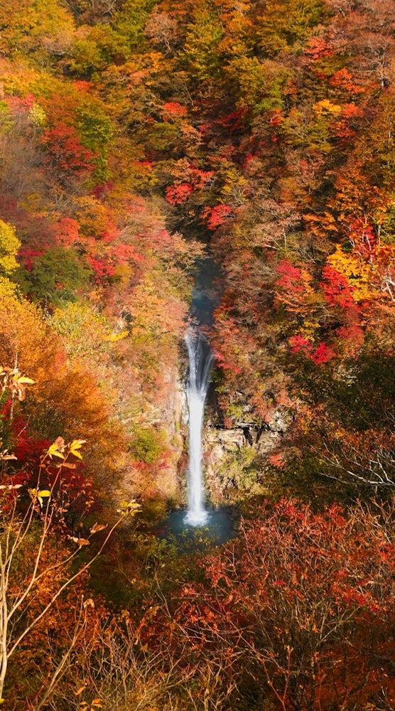 [相片1]那须、枥木驹鸟瀑布♡我能够在秋叶的美丽时光去ᴗ̈*⑅୨୧