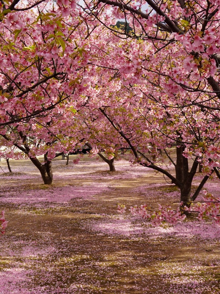 [画像1]山口県萩市の「親水公園」です。河津桜は、満開のピークを過ぎ、緑の葉っぱが見えてましたが、まだまだ咲いてました。 撮影日は、曇り空でしたが、運よく、お日様が顔を出してくれて、桜の木漏れ日と、散った桜のコ