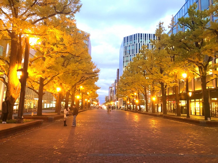 [画像1]札幌で黄葉を楽しむ🍂北海道札幌市にある北3条広場は札幌で有名な黄葉を楽しめるスポットの一つ。JR札幌駅から徒歩7分程度と立地もよく気軽に立ち寄れるスポットです。夕方からはイチョウ並木のライトアップもあ
