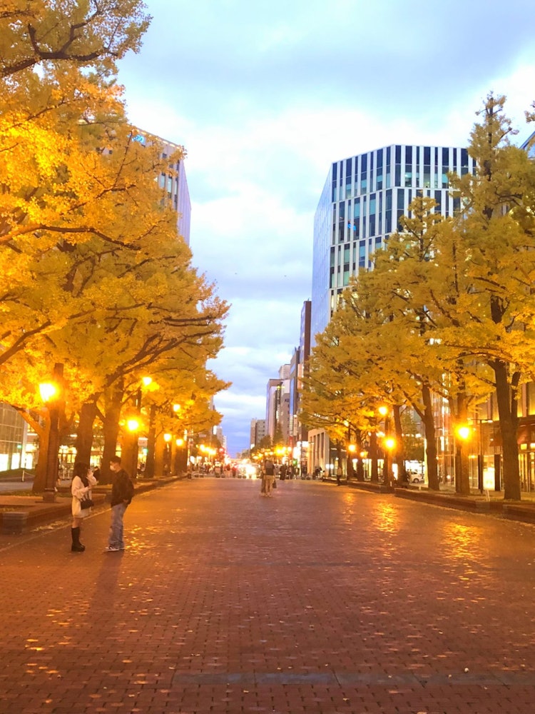 [Image1]Enjoy 🍂 the yellow leaves in SapporoKita 3-jo Square in Sapporo City, HokkaidoOne of the spots where
