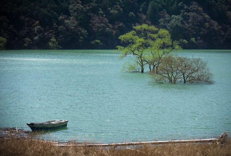 [Image1]Underwater trees at the Nanagawa Dam in Kozagawa
