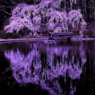 [相片1]在冈山市的创玄寺，您可以欣赏到春天盛开的垂枝樱花倒映在池塘中的奇妙美景。