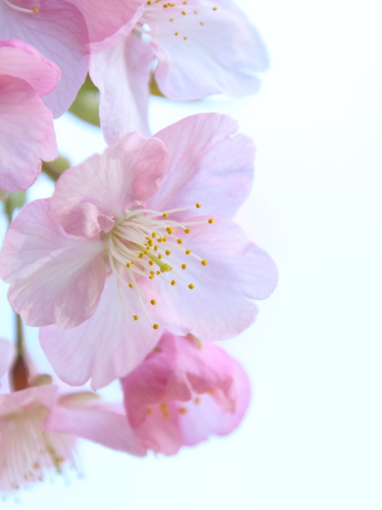 [画像1]大阪府枚方市 桜です。