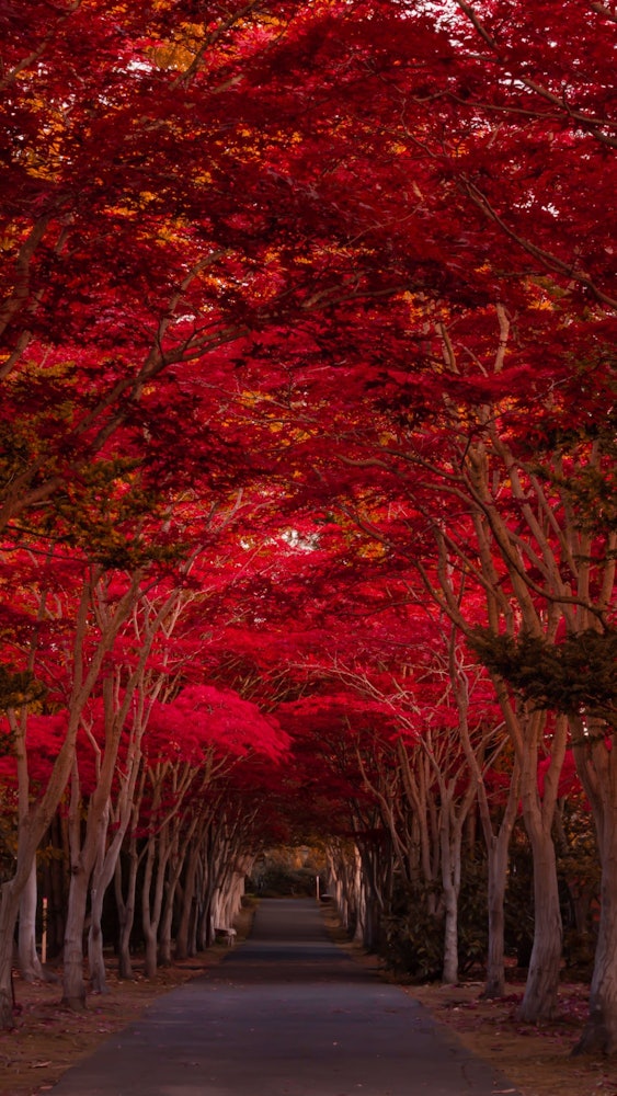 [相片1]“平岡十蓋中心”北海道札幌市清田區植物園其中，這條染成深紅色的秋葉隧道是一個受歡迎的拍照景點。