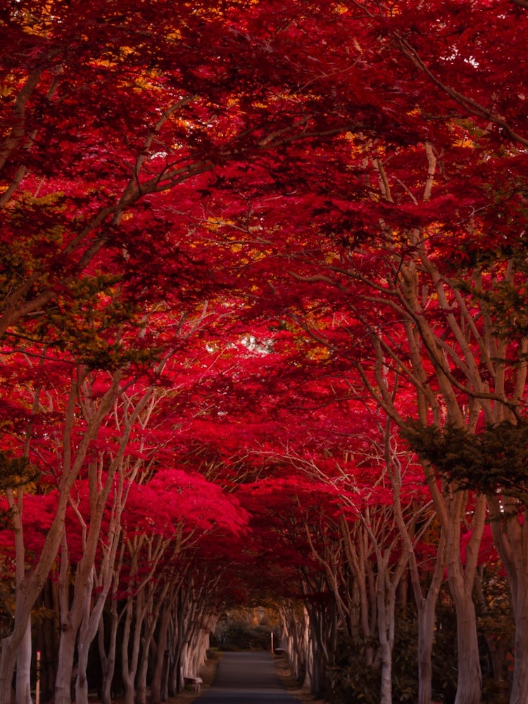 [画像1]『平岡樹芸センター』北海道札幌清田区にある植物公園中でもこの深紅に染まった紅葉のトンネルは人気の撮影スポットです