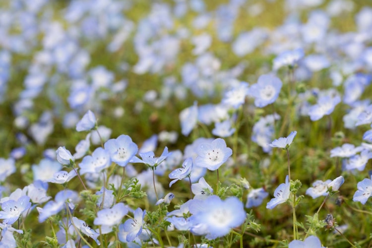 [Image1]Cherry blossoms are good, but Nemophila is also recommended!Spring photo at Umami Hills Park in Nara