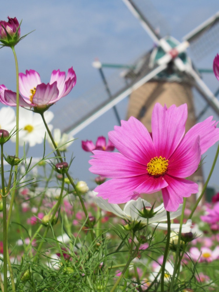 [Image1]Sakura Furusato Square Windmill Cosmos Field