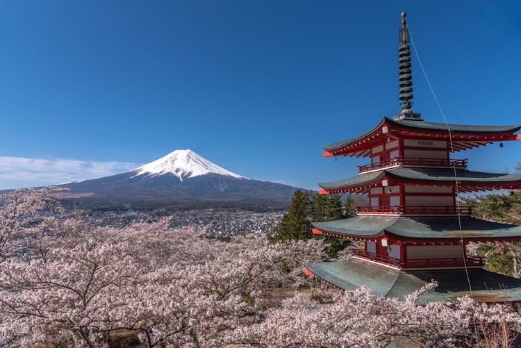 [相片1]癡迷於富士山的魅力春天富士 🌸 （4）