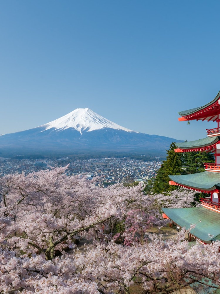 [画像1]山梨県富士吉田市、新倉山浅間公園の展望台からの絶景です。日本を象徴する富士山、桜、五重の塔が見られるとあって外国人観光客にも人気のスポットです。2020年、2021年とコロナで展望台を閉鎖してましたが