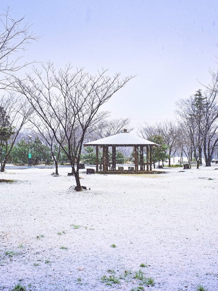 [Image1]After a sudden snow fall the Wako Jurin park in Saitama prefecture looks like this.
