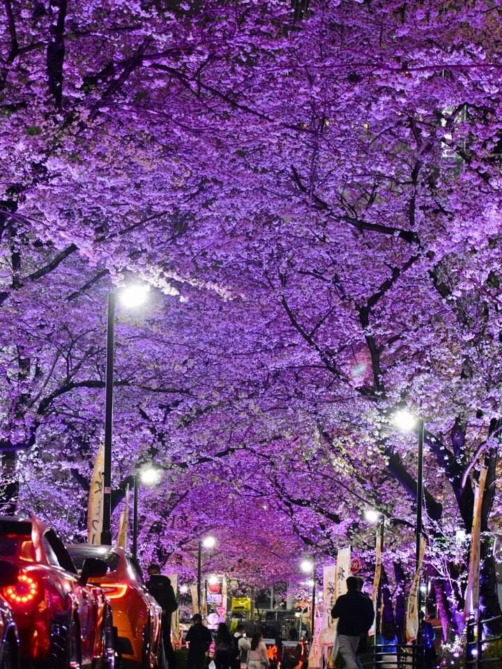 [画像1]渋谷の美しい桜の路地は現在、夜の桜を楽しむのに良いスポットです。通りに並ぶ30本のソミヨシノと250段の提灯が、夕方には色とりどりのライトアップで見事に見えます。