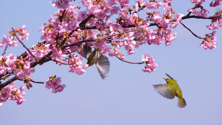 [相片1]这张照片是在我家附近拍摄的😊。这些是河津樱花和目次郎。