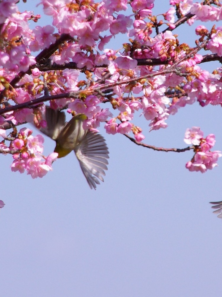 [画像1]自宅近くで撮った写真です😊河津桜とメジロです。