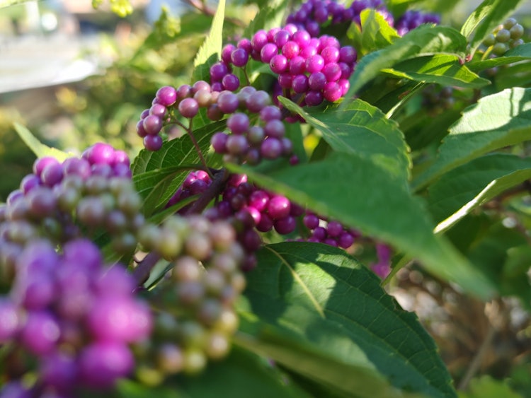 [이미지1]어제, 무라사키시키부의 열매가 아름답게 물들기 시작했습니다.실은 맛있을 것 같지만 먹을 수 없으니 조심하세요.#秋