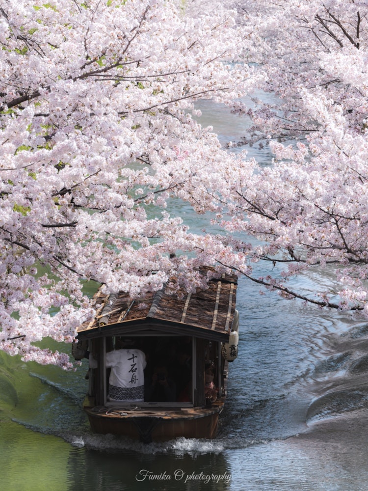 [画像1]京都の伏見十石舟🌸ここは毎年行っても全然飽きない、すごく好きな場所です😊✨